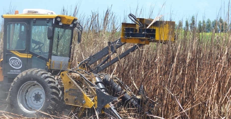 Safra de cana - Foto: Assessoria