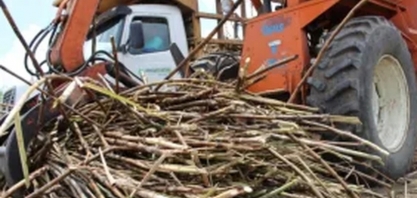 Safra de cana 22/23 termina em Alagoas com alta de 14%: a maior em 8 anos
