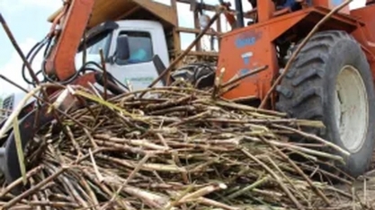 Safra de cana 22/23 termina em Alagoas com alta de 14%: a maior em 8 anos