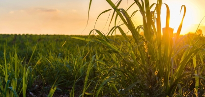 Commodities: Czarnikow registra faturamento 37% maior em 2022, de us$ 4,3 bilhões