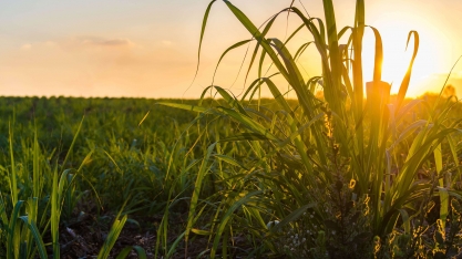 Commodities: Czarnikow registra faturamento 37% maior em 2022, de us$ 4,3 bilhões