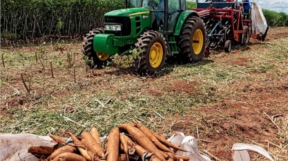 Novas culturas prometem democratizar cadeia de biocombustíveis