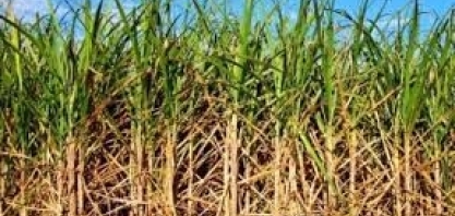 Safra de cana começa com produtividade maior