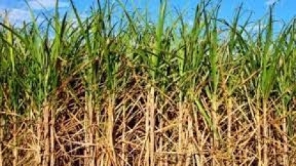 Safra de cana começa com produtividade maior