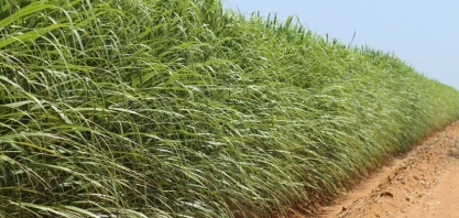 Corteva Agriscience apresenta no 22º Herbishow inovações para auxiliar no combate das plantas daninhas nos canaviais