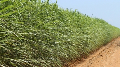 Corteva Agriscience apresenta no 22º Herbishow inovações para auxiliar no combate das plantas daninhas nos canaviais