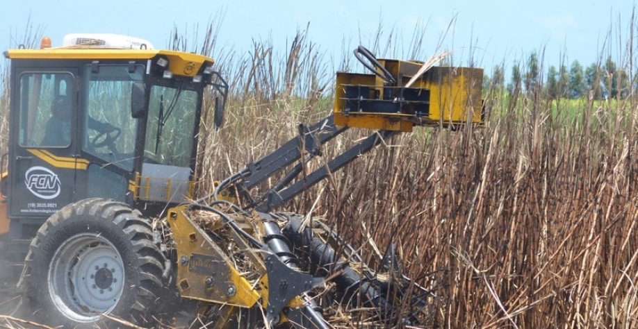 Safra de cana - Foto: Assessoria