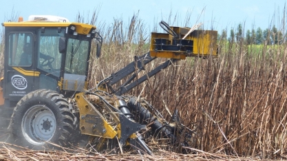 Sindaçúcar-AL: boletim quinzenal traz crescimento de safra 22/23 de 14,2%