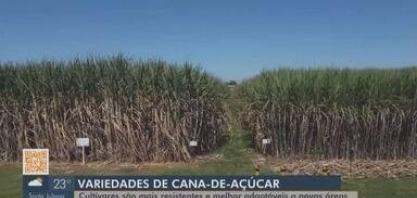 Variedades de cana que garantem produtividade mais rentável são lançadas em Campo Florido