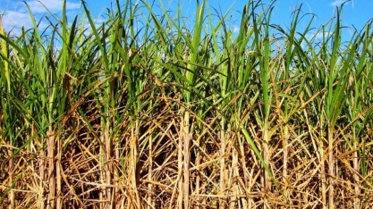 Sindaçúcar-AL: safra ultrapassa 20,3 milhões de toneladas de cana