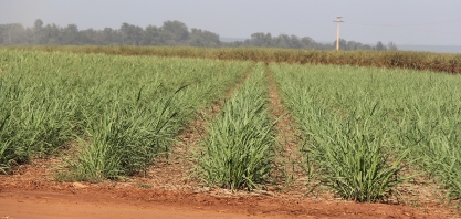 Confira a programação do 22º Herbishow