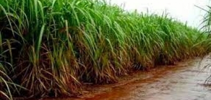 Semana traz chuva para o Sul e Norte. Veja a previsão para as demais regiões