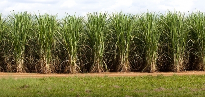 CTC: lucro líquido no 4º trimestre da safra 2022/23 cai 70,6%, para R$ 11,10 milhões