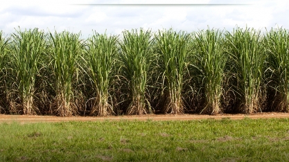 CTC: lucro líquido no 4º trimestre da safra 2022/23 cai 70,6%, para R$ 11,10 milhões