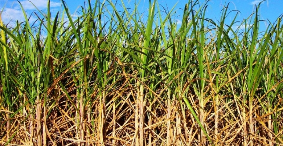 Cana de Açucar - Foto: Reprodução