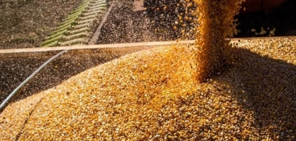 Milho já representa 17% do etanol produzido no Brasil