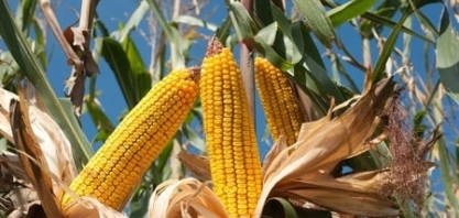 Conab: 8ª estimativa para safra 2022/23 indica produção recorde de 313,9 mi/t (+15,2%) ante 2021/22