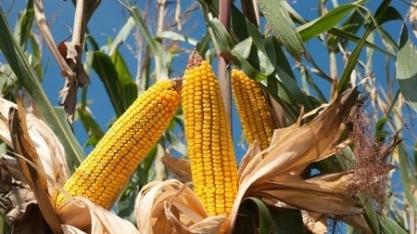 Conab: 8ª estimativa para safra 2022/23 indica produção recorde de 313,9 mi/t (+15,2%) ante 2021/22