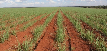 Custos de produção agrícola: A formação do canavial