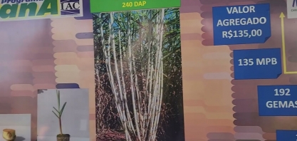 Você sabia que uma única gema de cana pode gerar um valor agregado de R$ 135,00?