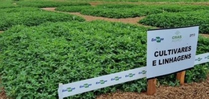 Embrapa lança três cultivares de amendoim na Agrishow 2023