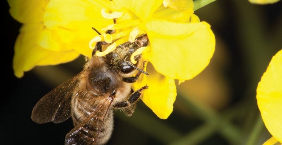 Foto: divulgação Syngenta