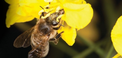 No Dia Mundial das Abelhas, Syngenta e Cofco INTL promovem evento para reforçar importância dos polinizadores