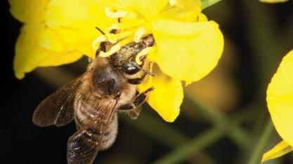 No Dia Mundial das Abelhas, Syngenta e Cofco INTL promovem evento para reforçar importância dos polinizadores