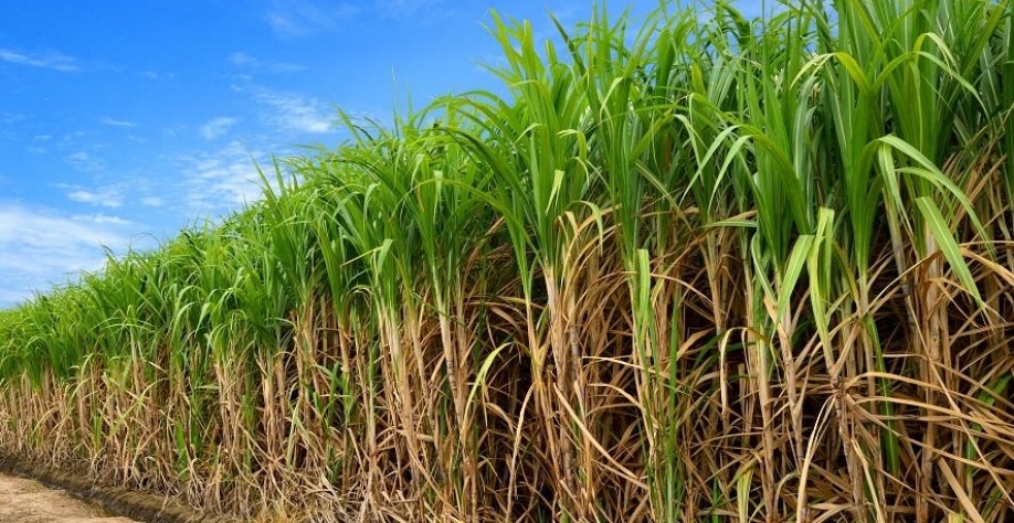 Cana de açúcar (Foto/Divulgação)