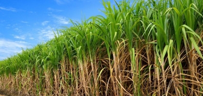 Uberaba lidera produção nacional de cana de açúcar