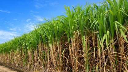Uberaba lidera produção nacional de cana de açúcar