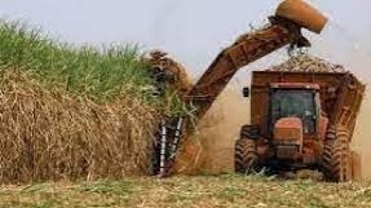 Cana/Datagro: safra 2023/24 do Centro-Sul deve crescer 9,2%, para 598,5 milhões de t