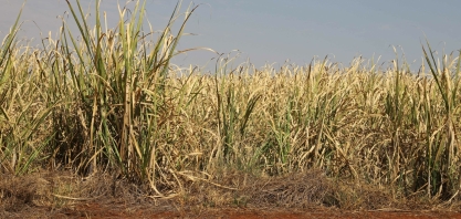 Probabilidade de El Niño durante maio-agosto preocupa produção de açúcar no ciclo 23/24 (out-set)