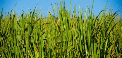 RenovaBio evita emissão de 94,5 milhões de toneladas de CO2