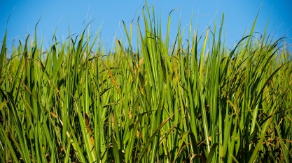 RenovaBio evita emissão de 94,5 milhões de toneladas de CO2