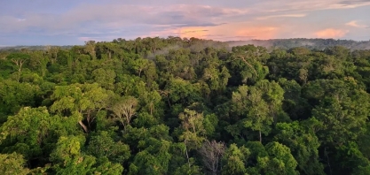 Em três anos, uso de etanol e biodiesel ‘evitou corte’ de 675 milhões de árvores