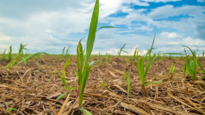 Asplana/safra 22/23: mais de 44,2% da cana moída foi de fornecedores