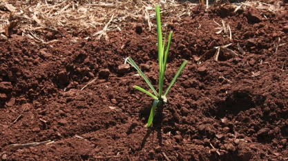 Muda Pré-Brotada de cana será tema de debate visando o aperfeiçoamento do sistema