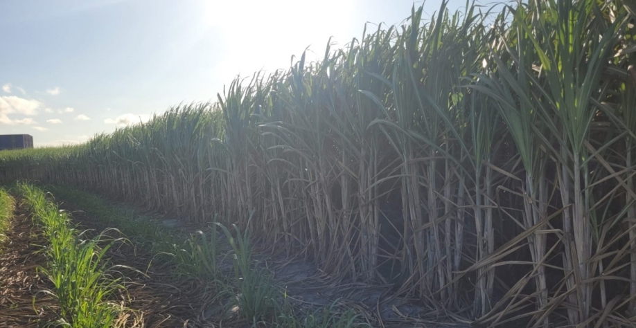 Variedade RB127825 uma das sucessoras da 7515, com sete meses cana-planta