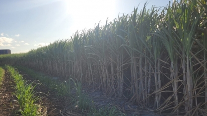 Variedades sucessoras da RB867515