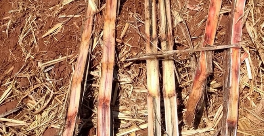 O sintoma típico da doença é a fermentação dos rebolos atacados, que exalam um odor característico de abacaxi. Crédito foto: Koppert