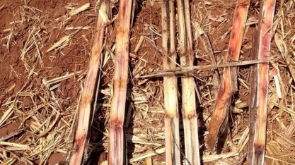 Medidas de manejo para reduzir a incidência da podridão abacaxi nos canaviais