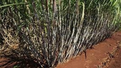 CTC: tecnologias podem tornar cana 30% mais produtiva até 2040 e evitar expansão de área