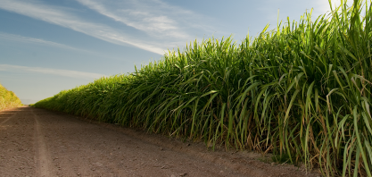 Consecana-AL/SE: ATR tem variação de - 1,1% no mês de junho