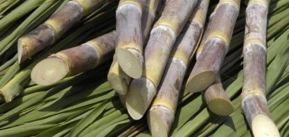 Moagem de cana do Norte/Nordeste atinge 61,38 mi de t até 15 de maio e supera previsões, diz NovaBio