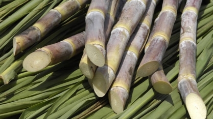 Moagem de cana do Norte/Nordeste atinge 61,38 mi de t até 15 de maio e supera previsões, diz NovaBio