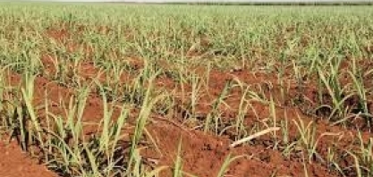 Previsão para o Plano Safra ficou acima das expectativas