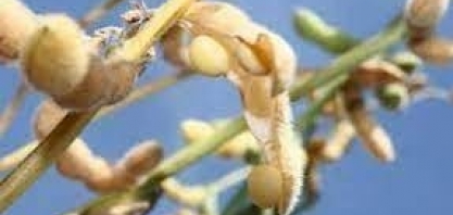 Soja livre de desmatamento, conversão e violação a direitos humanos: guias para transparência de compromissos socioambientais