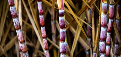 Produzir cana com qualidade envolve obrigatoriamente o compromisso da agrícola e indústria