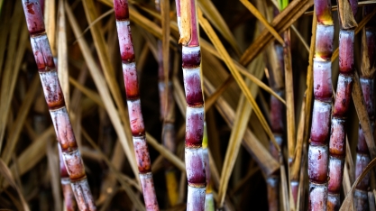 Produzir cana com qualidade envolve obrigatoriamente o compromisso da agrícola e indústria
